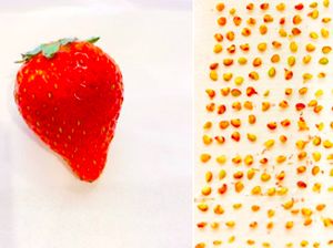 Idol Jepang Ini Super Bosan, Hitung Biji Jagung Sampai Strawberry