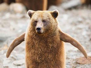 Kumpulan Hasil Photoshop Hewan Hybrid Bikin Gemas