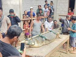 Warga Nias Selatan Tangkap Buaya 2,5 Meter yang Sempat Memangsa Warga