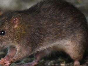 Pandemi Virus Corona, Tikus-tikus Kelaparan dan Makin Banyak Berkeliaran