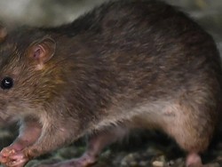 Pandemi Virus Corona, Tikus-tikus Kelaparan dan Makin Banyak Berkeliaran