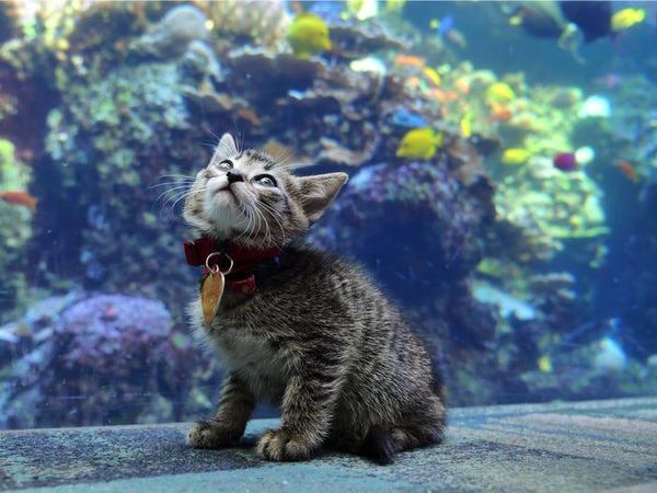 Gembiranya Anak-Anak Kucing Lihat Ikan di Akuarium Raksasa