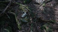 Foto: Hutan Tempat Langganan Bunuh Diri di Jepang