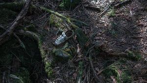 Foto: Hutan Tempat Langganan Bunuh Diri di Jepang