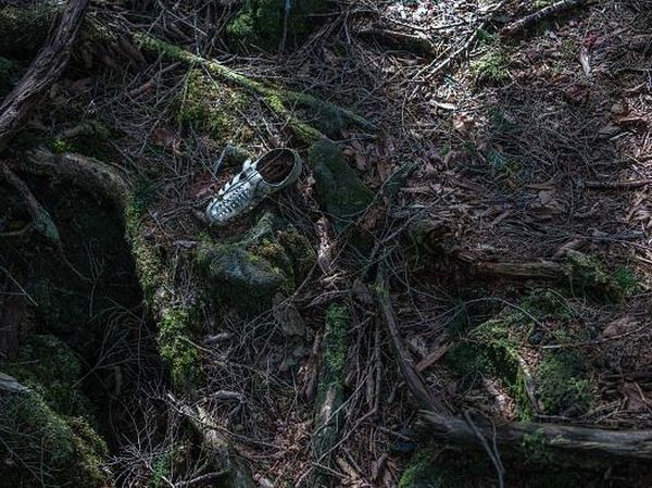 Foto: Hutan Tempat Langganan Bunuh Diri di Jepang