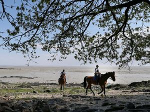 Pabrik Bir Ini Pakai Kuda Layani Pesan Antar Saat Corona