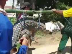 Ancam Keselamatan Warga, Buaya Sepanjang 3 Meter Dievakuasi