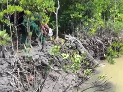 Ditangkap Warga Bombana, Buaya Muara Dilepas BKSDA di Taman Nasional