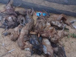 Ratusan Unggas Mati di Sidrap Sulsel, Diduga Terserang Flu Burung