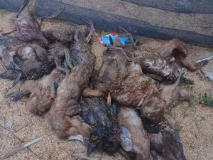 Ratusan Unggas Mati di Sidrap Sulsel, Diduga Terserang Flu Burung Ratusan Unggas Mati di Sidrap Sulsel, Diduga Terserang Flu Burung