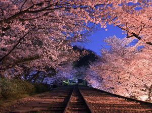 Potret Destinasi Teromantis Kyoto dengan Kisah Kelam