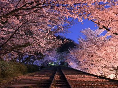 Potret Destinasi Teromantis Kyoto dengan Kisah Kelam