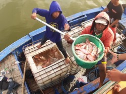 Penjualan Ikan Budi Daya Petani Keramba di Sragen Anjlok