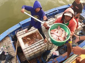 Penjualan Ikan Budi Daya Petani Keramba di Sragen Anjlok Penjualan Ikan Budi Daya Petani Keramba di Sragen Anjlok