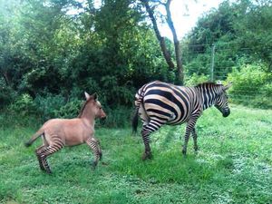 Kenalkan Ini Zonkey, Blasteran Zebra dan Donkey