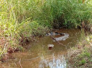 15 Telur Buaya Menetas di Kebun Sawit Milik Warga di Agam, Sumatera Barat