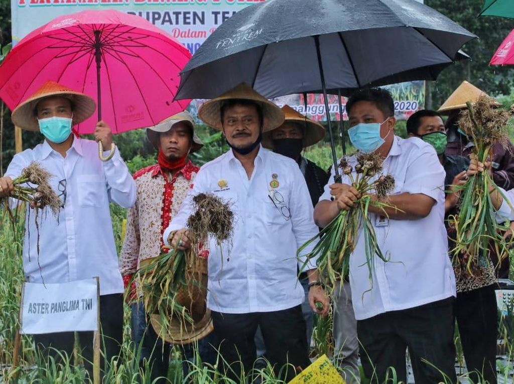 Panen Bawang Putih di Temanggung, Mentan: Aromanya Lebih Sedap Panen Bawang Putih di Temanggung, Mentan: Aromanya Lebih Sedap