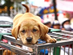 5 Negara Ini Melarang Keras Konsumsi Daging Anjing