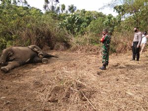Seekor Gajah Jantan Ditemukan Mati di Aceh Timur