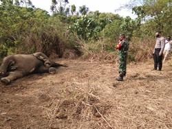 Seekor Gajah Jantan Ditemukan Mati di Aceh Timur