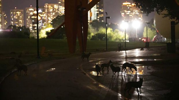 In this Friday, April 10, 2020 photo, a pack of jackals drink water from a puddle at Hayarkon Park in Tel Aviv, Israel. With Tel Aviv in lockdown due to the coronavirus crisis, the park is all but empty. This has cleared the way for packs of jackals to take over this urban oasis as they search for food. (AP Photo/Oded Balilty)