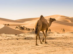 Tahan Lapar! 5 Hewan Ini Bisa Tidak Makan Berbulan-bulan