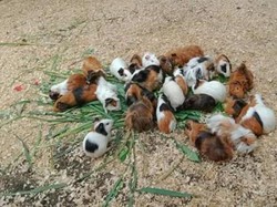 Serunya Main ke Kampung Kelinci di Kediri