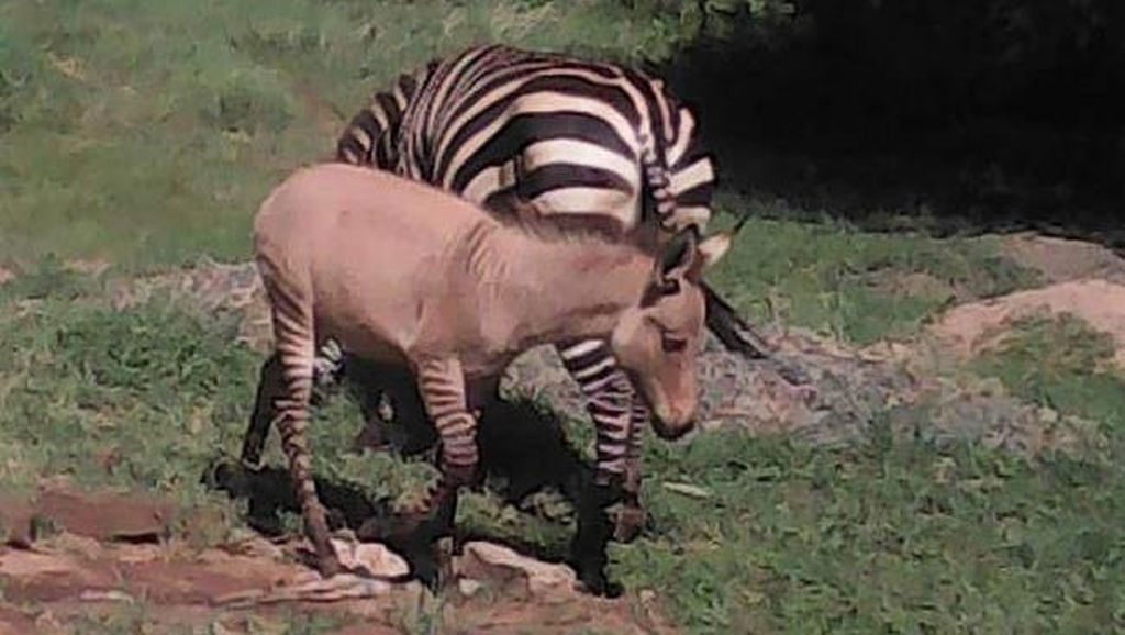 Foto: Bukan Zebra, Ini Zonkey