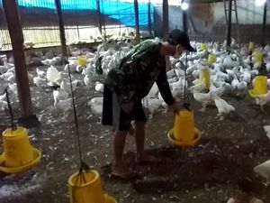Harga Ayam Terus Tertekan, Peternak Minta Ini ke Pemerintah
