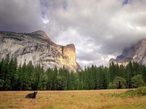 Bisa-bisanya Bikin Vandalisme di TN Yosemite, Pelaku Dicari Lewat Medsos
