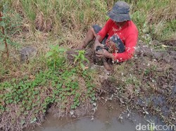Curhat Pencari Cacing hingga Fotografer di Klaten Bertahan Digempur Corona