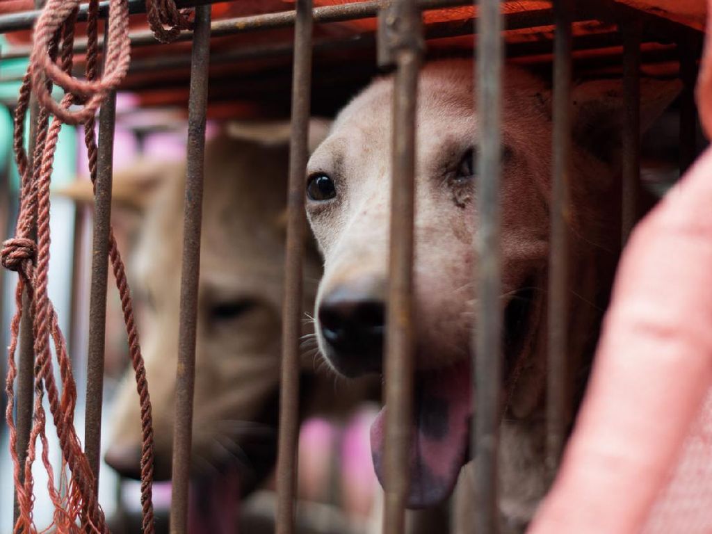 Zhuhai Jadi Kota Kedua yang Larang Konsumsi Daging Anjing dan Kucing Zhuhai Jadi Kota Kedua yang Larang Konsumsi Daging Anjing dan Kucing