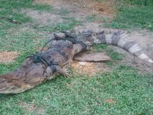 Bikin Kaget! Buaya Tiba-tiba Muncul Saat Warga Cari Ikan di Parit Labura