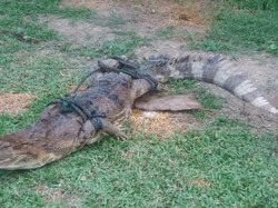Bikin Kaget! Buaya Tiba-tiba Muncul Saat Warga Cari Ikan di Parit Labura