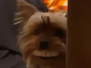 Hiburan #dirumahaja, Anjing Memakai Gigi Palsu