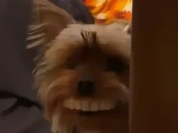 Hiburan #dirumahaja, Anjing Memakai Gigi Palsu