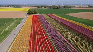 Pesona Ribuan Bunga Tulip Bermekaran di Jerman