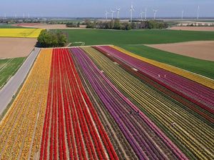 Pesona Ribuan Bunga Tulip Bermekaran di Jerman