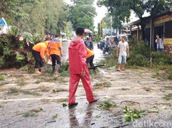 Pohon Tumbang Timpa 2 Mobil di Solo, Lalu Lintas Sempat Dialihkan