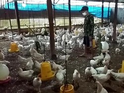 Peternak Ayam Babak Belur Dihantam Dampak Corona