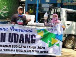 KKP Bagi 2,2 Juta Benur Udang Vaname ke Pembudidaya Kecil