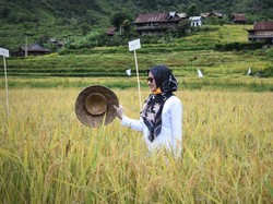 Pandemi Corona, Bupati Luwu Utara Pastikan Ketersediaan Pangan Aman