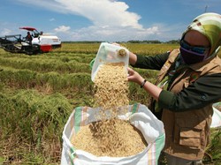 Banyak Panen, Harga Beras di Penggilingan Turun