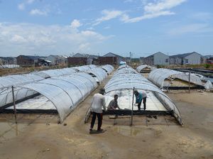Permintaan Garam Meningkat di Ramadhan, Petani Genjot Produksi
