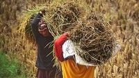 Harga Beli Beras dan Gabah Pemerintah Ikut Naik, Berikut Daftar Terbarunya