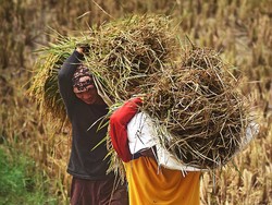 Duh! Harga Gabah Petani Anjlok di 85 Kabupaten