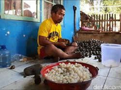 Jelang Ramadhan, Permintaan Kolang Kaling di Sumedang Meningkat