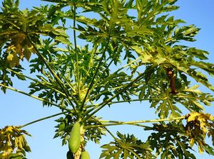 Manfaat Daun Pepaya untuk Kesehatan, Lancarkan Pencernaan-Ringankan Nyeri Haid