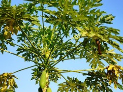 Manfaat Daun Pepaya untuk Kesehatan, Lancarkan Pencernaan-Ringankan Nyeri Haid