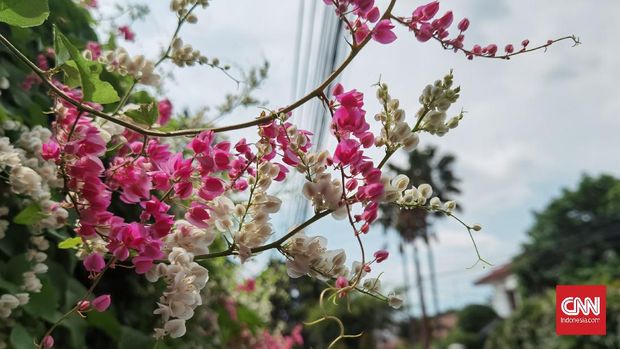 Adu Kamera Samsung S20 Ultra vs Huawei P40 Pro